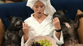 比特犬DARREN和PHILLIP。（圖／翻攝自the_blueboys IG）