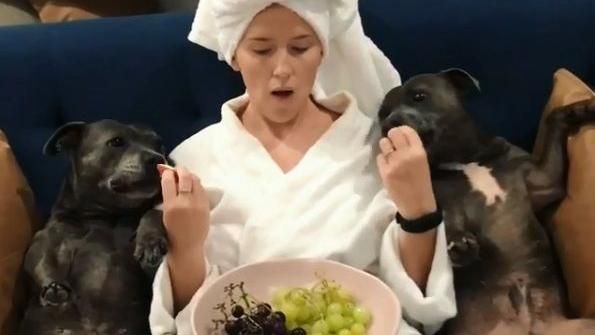 比特犬飯來張口　爽躺主人旁吃蘋果