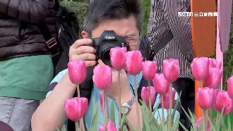 彷彿在荷蘭！士林官邸鬱金香花海爭艷