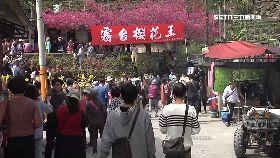 f霧台賞花亂1200