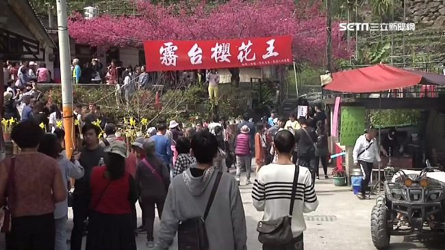 霧台櫻花車管制　遊客亂停車惹民怨