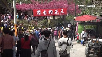 霧台櫻花車管制　遊客亂停車惹民怨