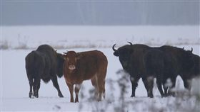 波蘭,母牛逃家混在野牛群裡,牛（圖/臉書https://www.facebook.com/photo.php?fbid=2060655020834110&set=a.1545683322331285.1073741831.100006688968458&type=3&theater）