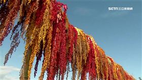 大地最美紅地毯! 紅藜熟成轉色7彩吸目光