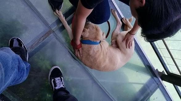 走天空步道腿軟　牠被主人蒙眼抬走