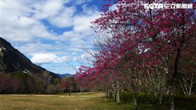 森林遊樂區,走春,奧萬大國家森林遊樂區。（圖／林務局提供）