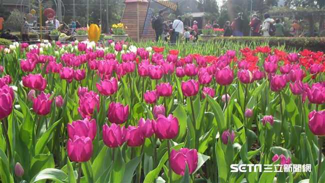 士林官邸鬱金香展　周邊美食報你知