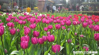 士林官邸鬱金香展　周邊美食報你知