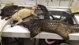 大陸有湖南省一名部落客為了增加點擊率，在除夕夜po出熊掌、穿山甲、鱷魚等5張相片，稱是「别人家的年夜飯」，結果慘遭警方逮捕、拘留5日。目前森林公安機關正在追查該照片的最初來源。（圖／翻攝自微博）