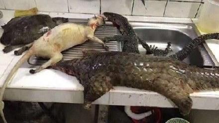 年夜飯曬吃保育動物　部落客遭拘5日