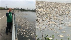 埤塘,魚屍,暴斃,臭味,桃園　圖／翻攝自游吾和臉書