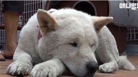 朋友離世狗絕食　主人拿出…後大逆轉（圖／翻攝自SBS TV동물농장x애니멀봐臉書）