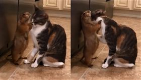 貓咪,喵星人,土撥鼠,舔毛,相親相愛,舒服,寵物,毛小孩 圖／翻攝自sanderszoo Instagram