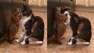 貓替土撥鼠舔毛　貼壁高喊：不要停！