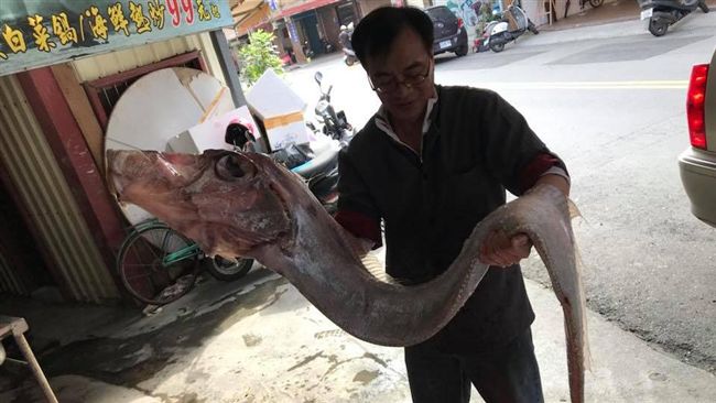 巧合？下午捕獲地震魚　晚上就大地震