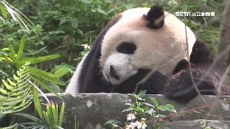 初五動物園走春　貓熊區擠滿人潮