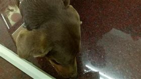 狗,安太歲／翻攝自台灣開基宮廟新化保生大帝廟臉書