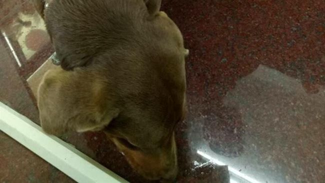 可愛臘腸犬來安太歲　廟方PO網紀念