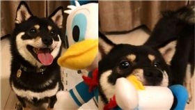 柴犬,黑柴,唐老鴨,玩具,玩偶,娃娃,食物　圖／翻攝自ＩＧ