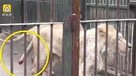 大陸,山西,太原,動物園,獅子,尾巴,自殘（圖/翻攝自梨視頻）