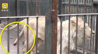 動物園疏於照顧！獅子竟餓到斷尾自殘