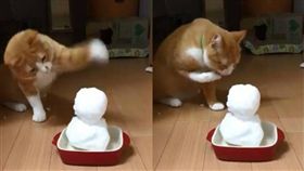 貓,毛孩,雪人,雪　圖／翻攝自推特