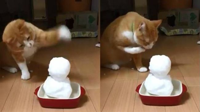 貓貓拳VS雪人　結果讓網友笑翻！