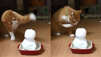 貓貓拳VS雪人　結果讓網友笑翻！