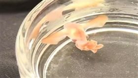 超萌新物種？小飛象章魚寶寶　靠2片鰭悠游深海（圖／取自影片）