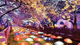 ▲韓國慶州-鎮海夜櫻景象。（圖／Tripbaa趣吧！達人帶路）