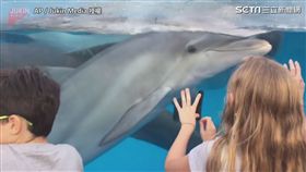 其他小朋友也與海豚玩耍