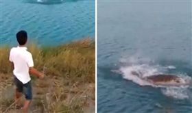 澳洲,小狗,鱷魚,湖裡,咬死,虐殺動物（圖／翻攝自推特@TodaysNetOffers）https://twitter.com/search?q=puppy%20crocodile&src=typd&lang=zh-tw