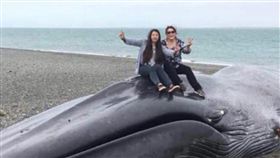 藍鯨,海灘,擱淺,智利,鯨屍,刻字（圖／翻攝自推@Guerrero1889）https://twitter.com/search?q=Punta%20Arenas&src=typd&lang=zh-tw