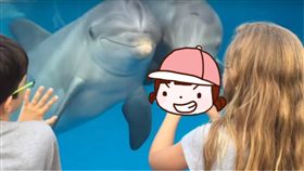 海豚,佛羅里達州,梳子,輕刮,高頻率,震動,美國,頻率,Ellie Meszarous　圖／翻攝自YouTube https://goo.gl/Sx2Hrv