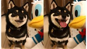柴犬,黑柴,柴柴,寵物,毛小孩,汪星人,日本,唐老鴨,烤鴨 圖/翻攝自mamemarukun Instagram