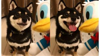 「烤唐老鴨」好吃！小黑柴緊咬不肯放