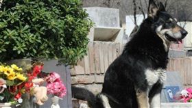阿根廷,忠犬,守墓,Capitan,卡比敦,古茲曼,Miguel Guzman(圖/翻攝urgente24.com)