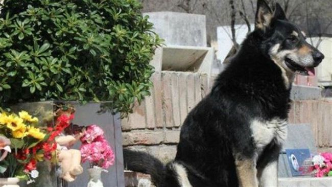 陪你到盡頭！忠犬離世　守墓達11年