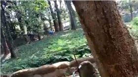 印度,動物園,獅子,騷擾,猛獸區,酒醉　圖／翻攝自推特