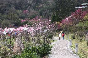 陽明山花季登場  櫻花將接力綻放