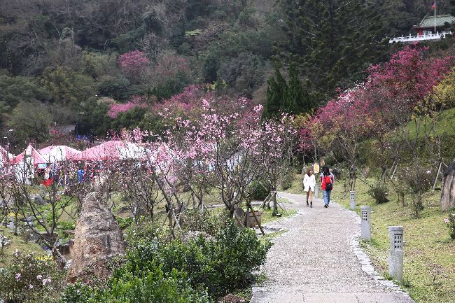 樂活公園夜櫻陽明山花季　2月連登場