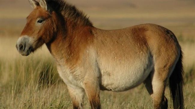 3歲女童遭野馬重踢　母嚇傻：以為她死了