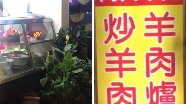 吃完羊肉驚見「鼠哥」亂竄　他崩潰…