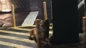 丟回收驚見老虎 他嚇待急奔回家(圖/翻攝自爆料公社臉書)