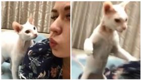 俄羅斯女子嘟嘴自拍，竟遭一旁貓咪甩巴掌（圖／翻攝自每日郵報）