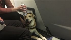 情緒安撫犬,服務犬,飛機,客艙,美國,西南航空,Southwest Airlines,咬傷 圖／翻攝自推特