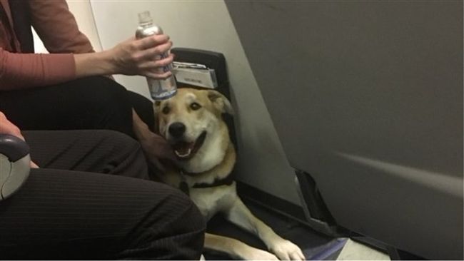 客艙情緒安撫犬失控！咬傷6歲女童頭