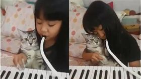 口風琴,貓,毛孩,鋼琴　圖／翻攝自臉書