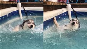 哈士奇落水（圖／翻攝自臉書粉專「UNILAD」）