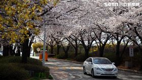 韓國旅遊,韓亞航空,空姐,訓練中心,櫻花,賞櫻,櫻花隧道。（圖／記者簡佑庭攝）